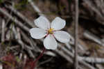 dwarf sundew